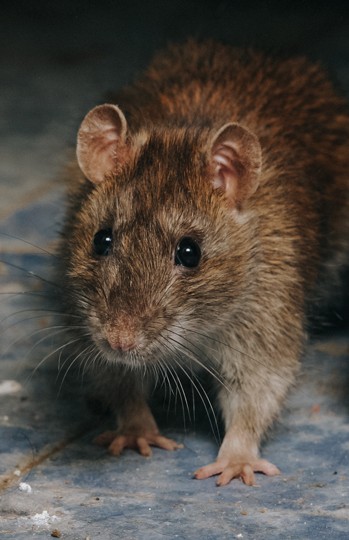 Rats