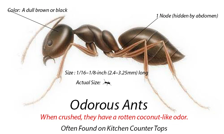 Odorous House Ants Anatomy