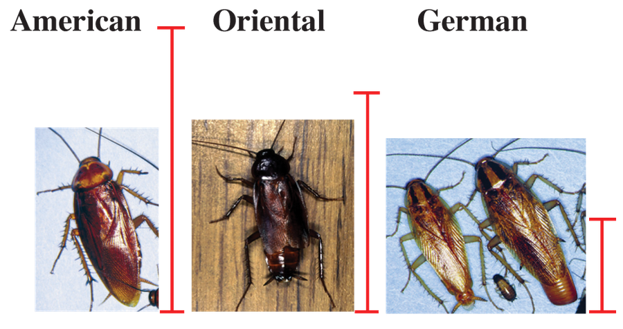 German Cockroaches vs. Other Roaches
