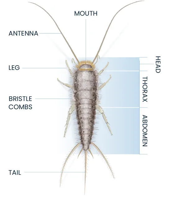 Silverfish Anatomy