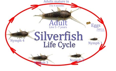 Silverfish Life Cycle