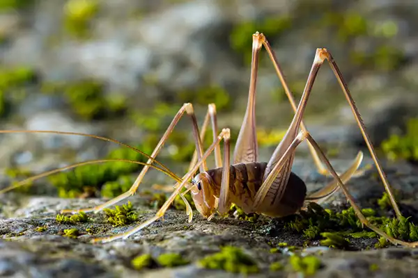 Spider Camel Crickets