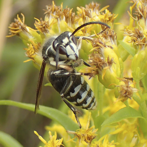 Eastern Bald-Face Hornets