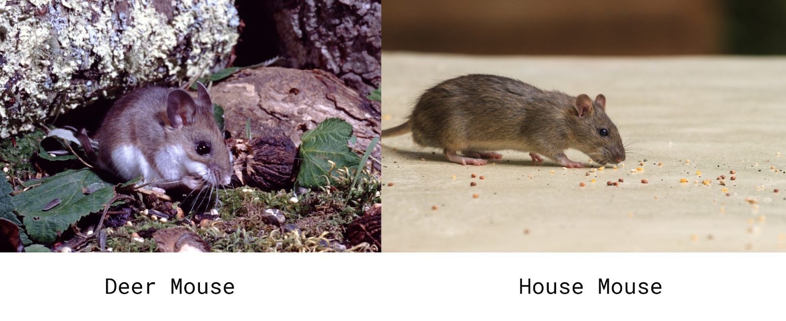 Common Mouse Species