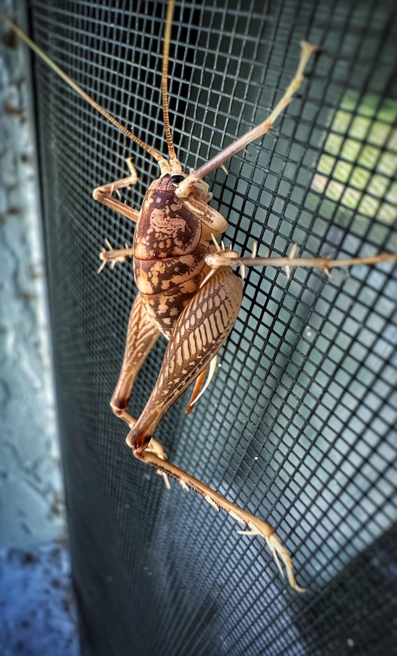 Prevent Camel Crickets