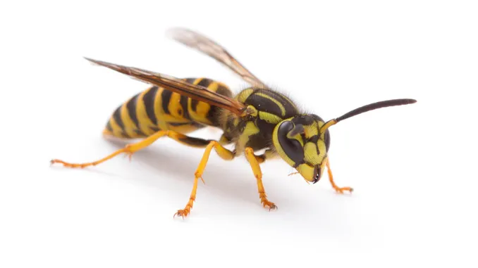 Yellow Jackets