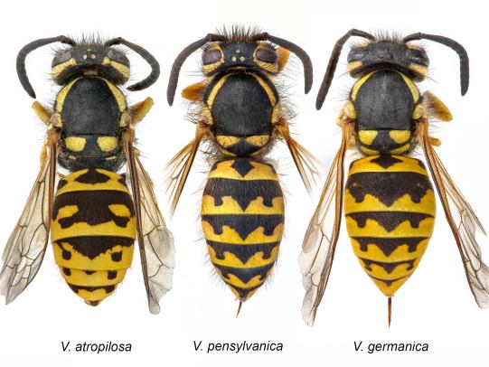 Yellow Jackets Types