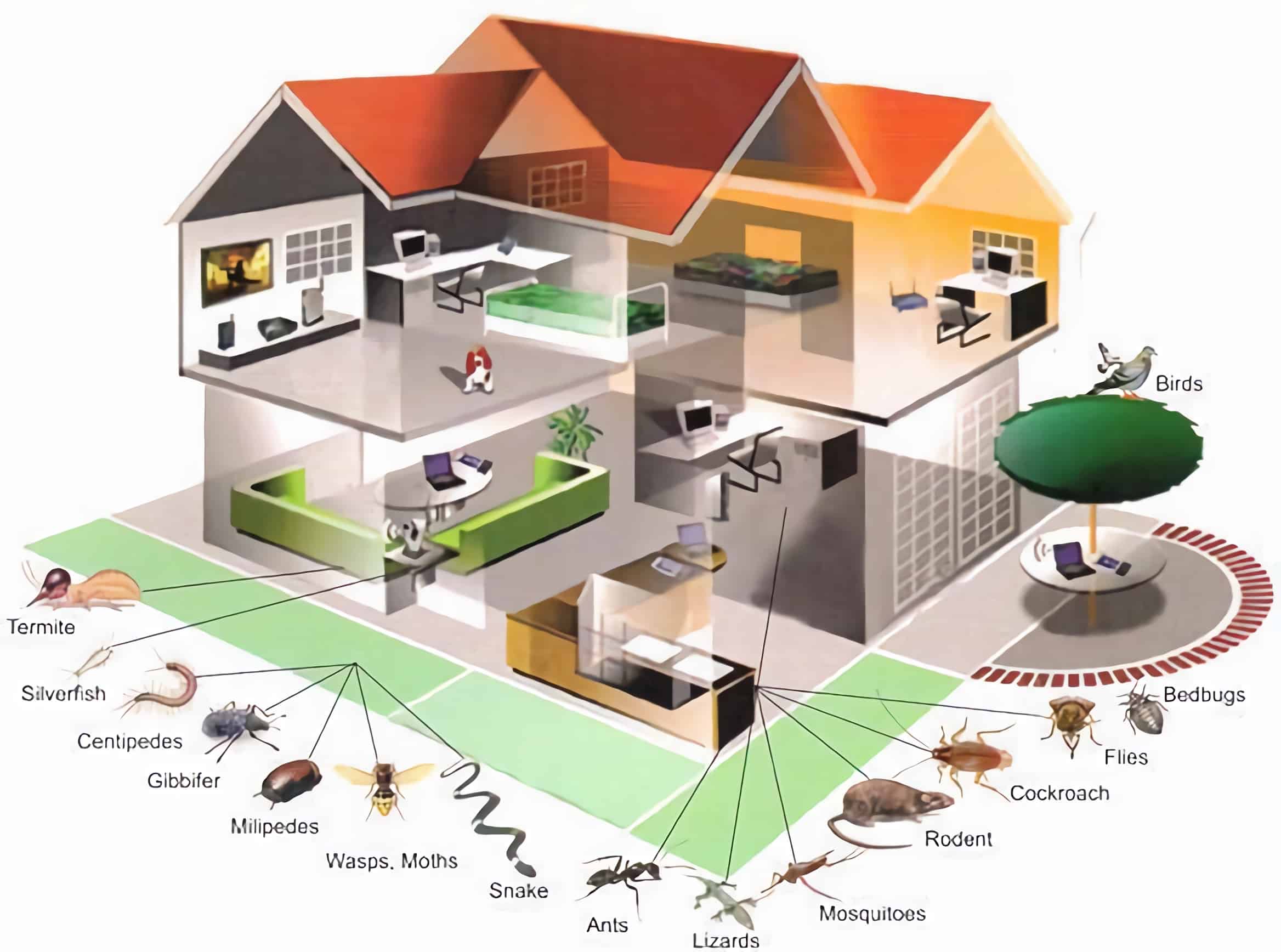 Residential Pest Control Services Massachusetts